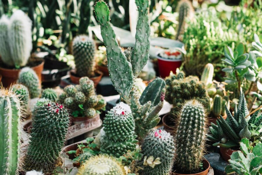 Trečiadienio augalų gidas: atraskite, kuris kosminis augalas pavers jūsų dieną ženkliai geresne