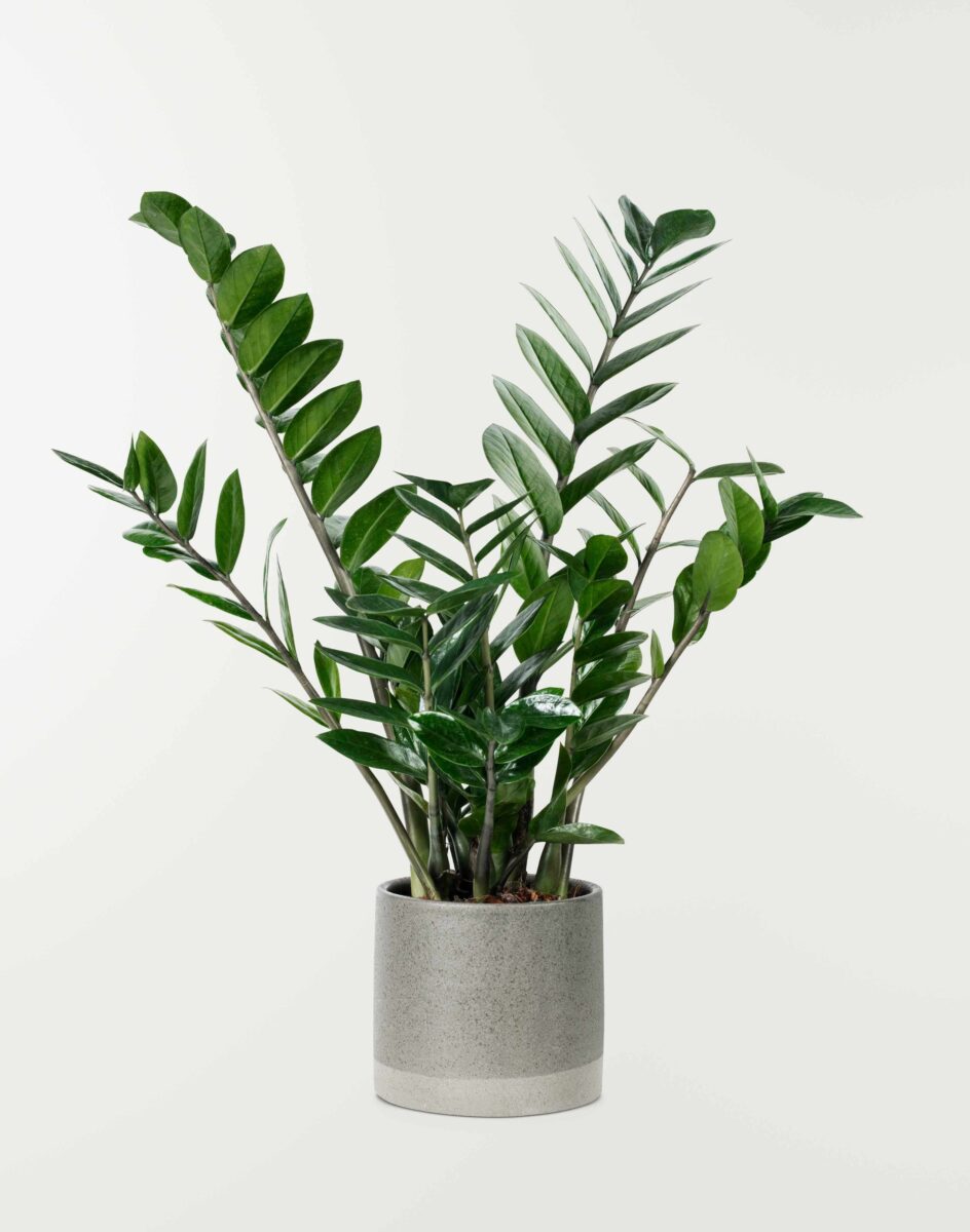 Sekmadienio augalų vadovas: sužinokite, kuris augalas šiandien nušvies jūsų likimą