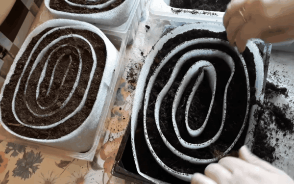 Svogūnus sėkite tik taip: mažame plote užauginsite šimtus daigų ir apsaugosite šaknis