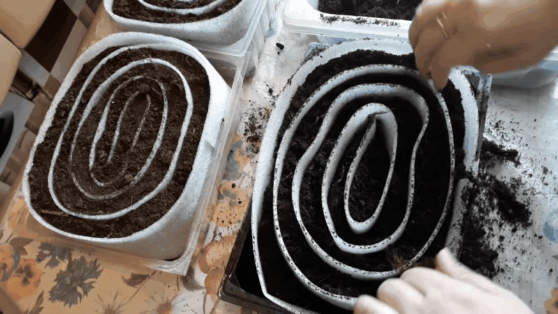 Svogūnus sėkite tik taip: mažame plote užauginsite šimtus daigų ir apsaugosite šaknis