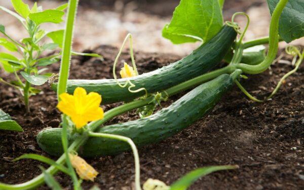 Užteks tik popierinio rankšluosčio: kodėl gudrūs daržininkai agurkus pradeda auginti be žemės?