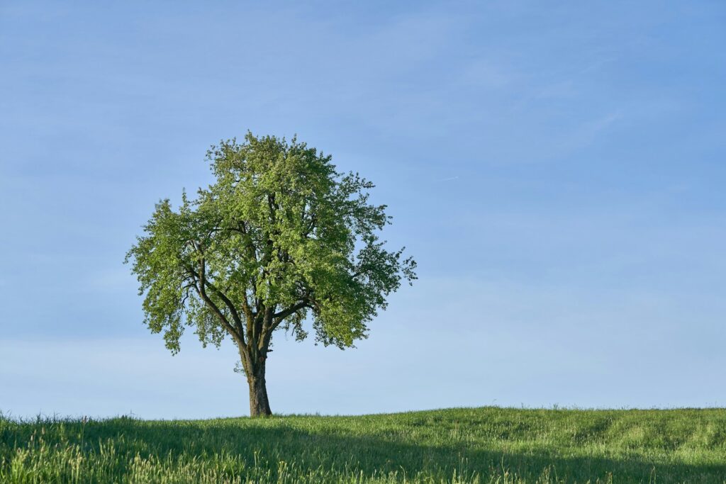 green tree on green grass field under blue sky during daytime