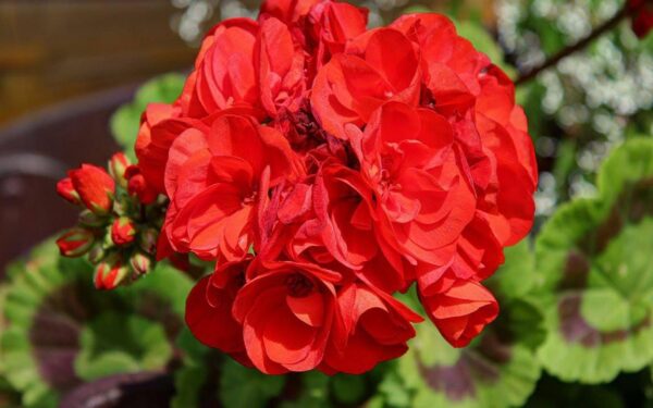 Kodėl po karpymo vienos pelargonijos klesti, o kitos ne? Atsakymas čia