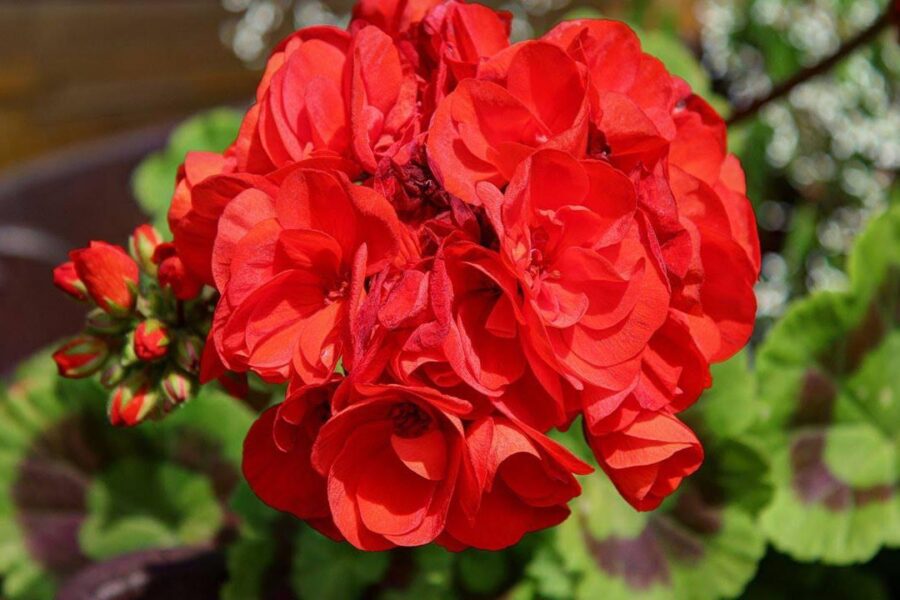 Kodėl po karpymo vienos pelargonijos klesti, o kitos ne? Atsakymas čia