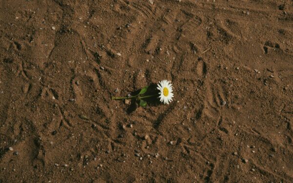 Patyrę sodininkai prieš sėją daro tai su kiekviena sėkla ir rezultatas akivaizdus