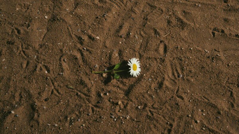 Patyrę sodininkai prieš sėją daro tai su kiekviena sėkla ir rezultatas akivaizdus