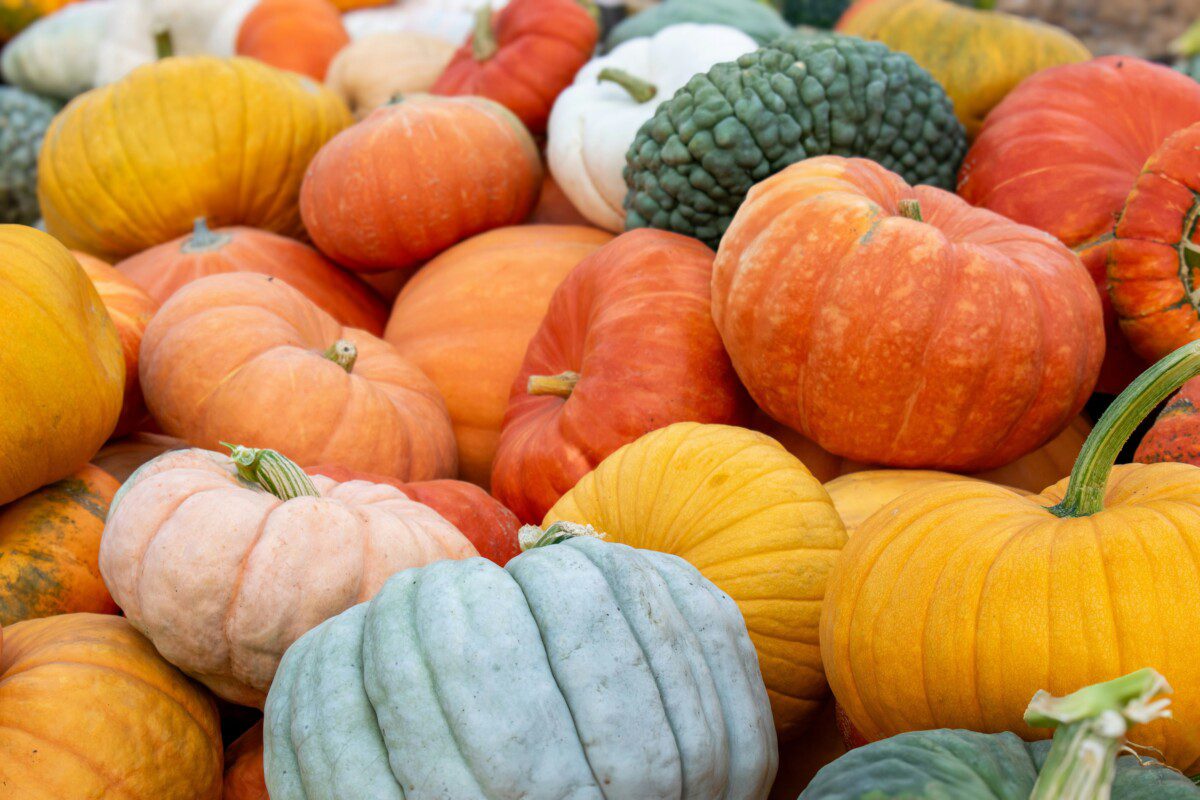 Tinkami ne tik Helovinui: specialistė įvardijo, kokios yra pačios skaniausios moliūgų rūšys