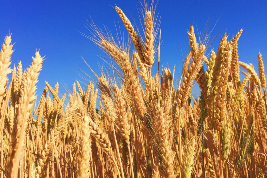 Sprendimas, kuris palies ūkius visoje Europoje: GMO pasėliams uždegta raudona šviesa
