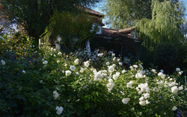 Sniego baltumo žiedai ir sodrus aromatas: kodėl ši gėlė laikoma prabangos simboliu?
