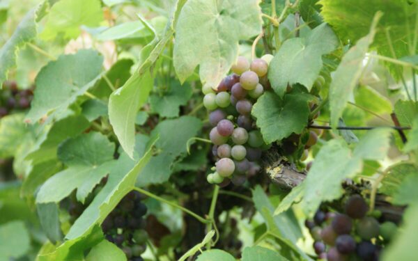Kodėl jūsų vynuogės smulkios ir rūgščios? Atsakymas dažnai slypi negenėtose šakose