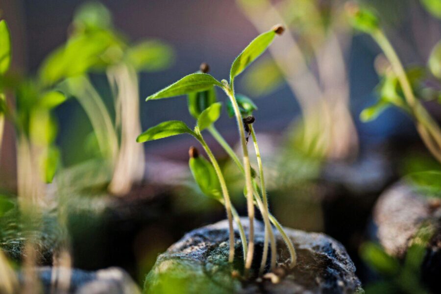 Sodininkai sunerimo dėl šalčio namuose, tačiau sprendimas kainuoja nulį