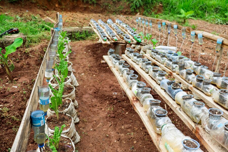 Vertikalus sprendimas mažam sklypui: taip auginsite daugiau net be lysvės