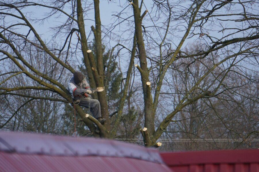 Daugelis po genėjimo daro vieną lemtingą klaidą: ši priemonė apsaugo medžius nuo žūties