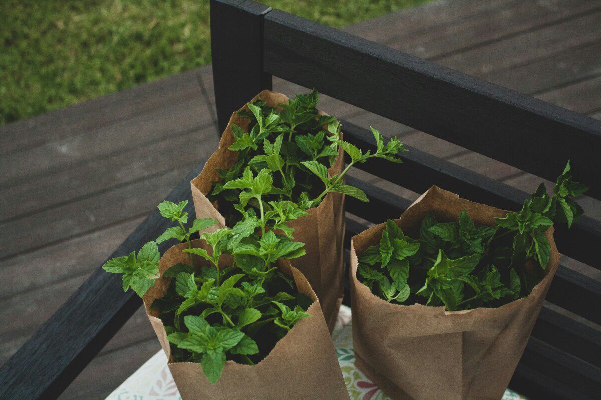 Vienas nemokamas sprendimas gali sumažinti ravėjimą visam sezonui