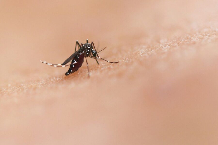 Tropikų virusas sparčiai plinta Europoje: mokslininkai įvardijo šalis, kurioms gresia didžiausia rizika