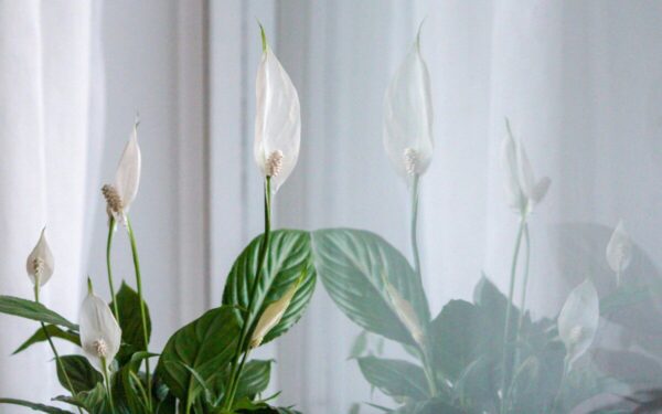 Floristė atskleidė: po vieno laistymo šiuo mišiniu spatifilis ėmė sparčiai augti