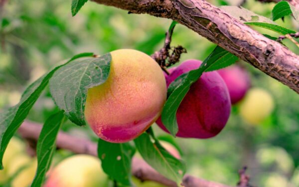 Slyvų liga naikina visą derlių: agronomai atskleidė paprastą būdą, kaip to išvengti