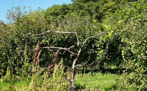 Vaismedžiai serga kiekvieną vasarą? Šis senas mišinys juos apsaugo geriau nei chemija