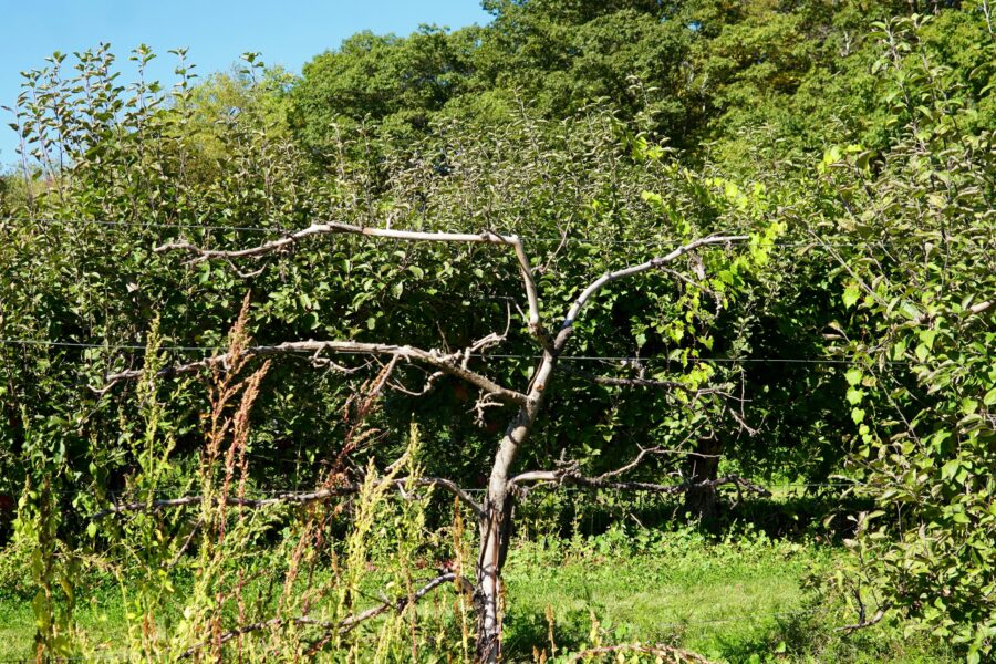 Vaismedžiai serga kiekvieną vasarą? Šis senas mišinys juos apsaugo geriau nei chemija