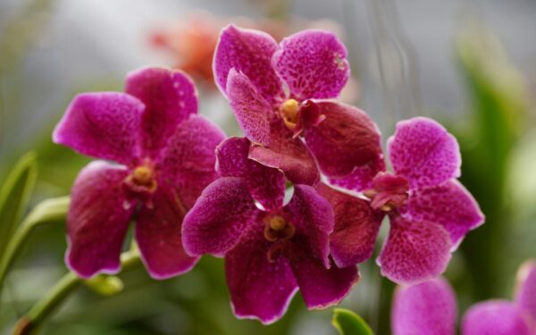 Orchidėjų mylėtojams: paprastas tirpalas, kuris skatina gausesnį žydėjimą