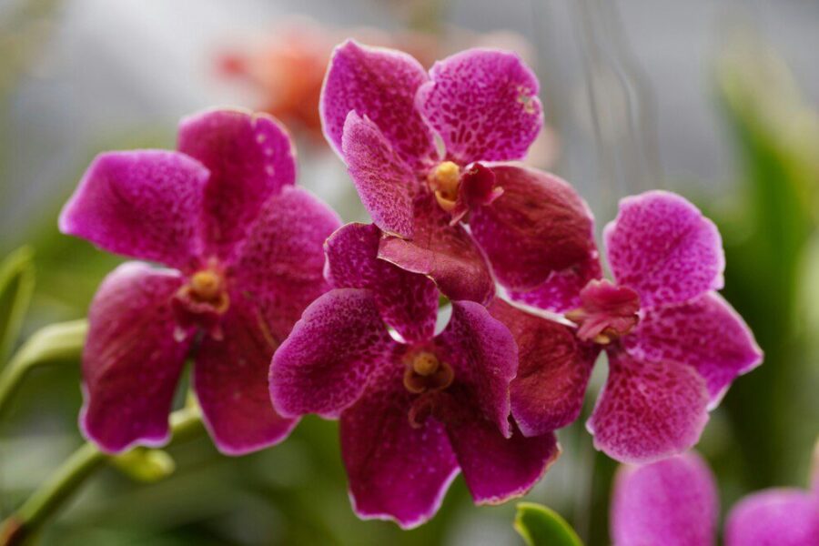 Orchidėjų mylėtojams: paprastas tirpalas, kuris skatina gausesnį žydėjimą