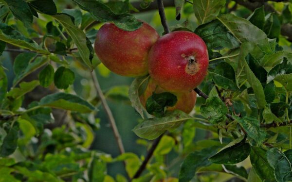 Jūsų vaismedžiams gresia rauplės: vienas pigus ir paprastas tirpalas gali išgelbėti visą derlių