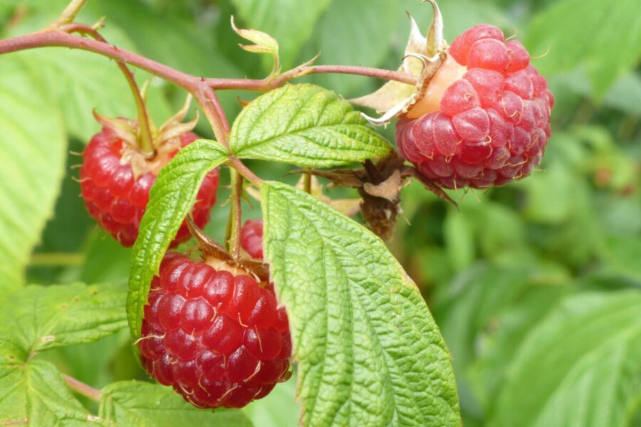 Niekas nesitikėjo, kad vienas pavasario sprendimas nulemia visą aviečių derlių