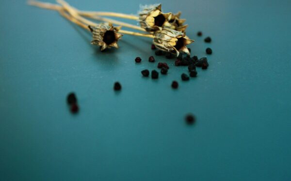 Kasdien geriu užpilą su šia prieskonine žolele: plaukai tapo stiprūs ir žvilgantys