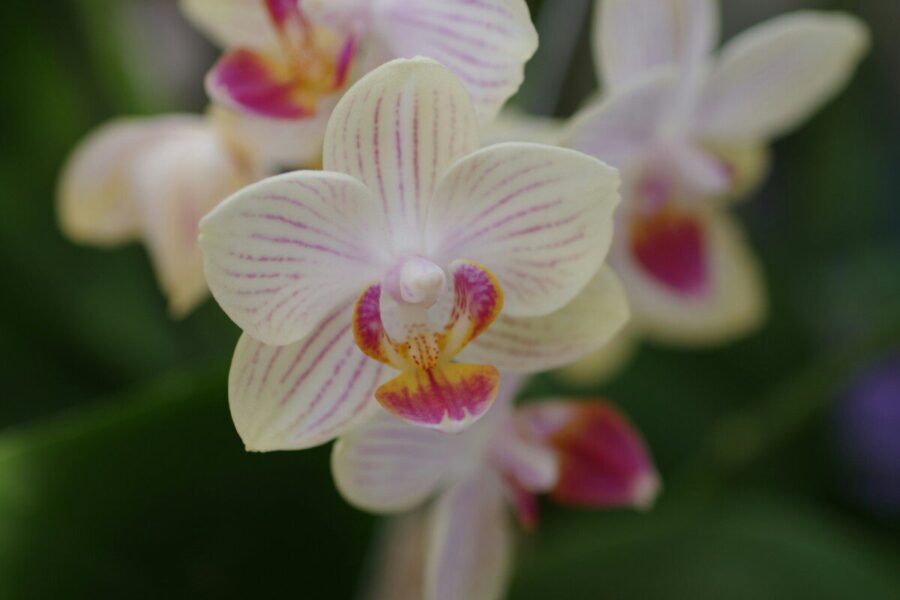 Paprasta priemonė iš vaistinės, padėjusi atgaivinti orchidėjas ir fikusus