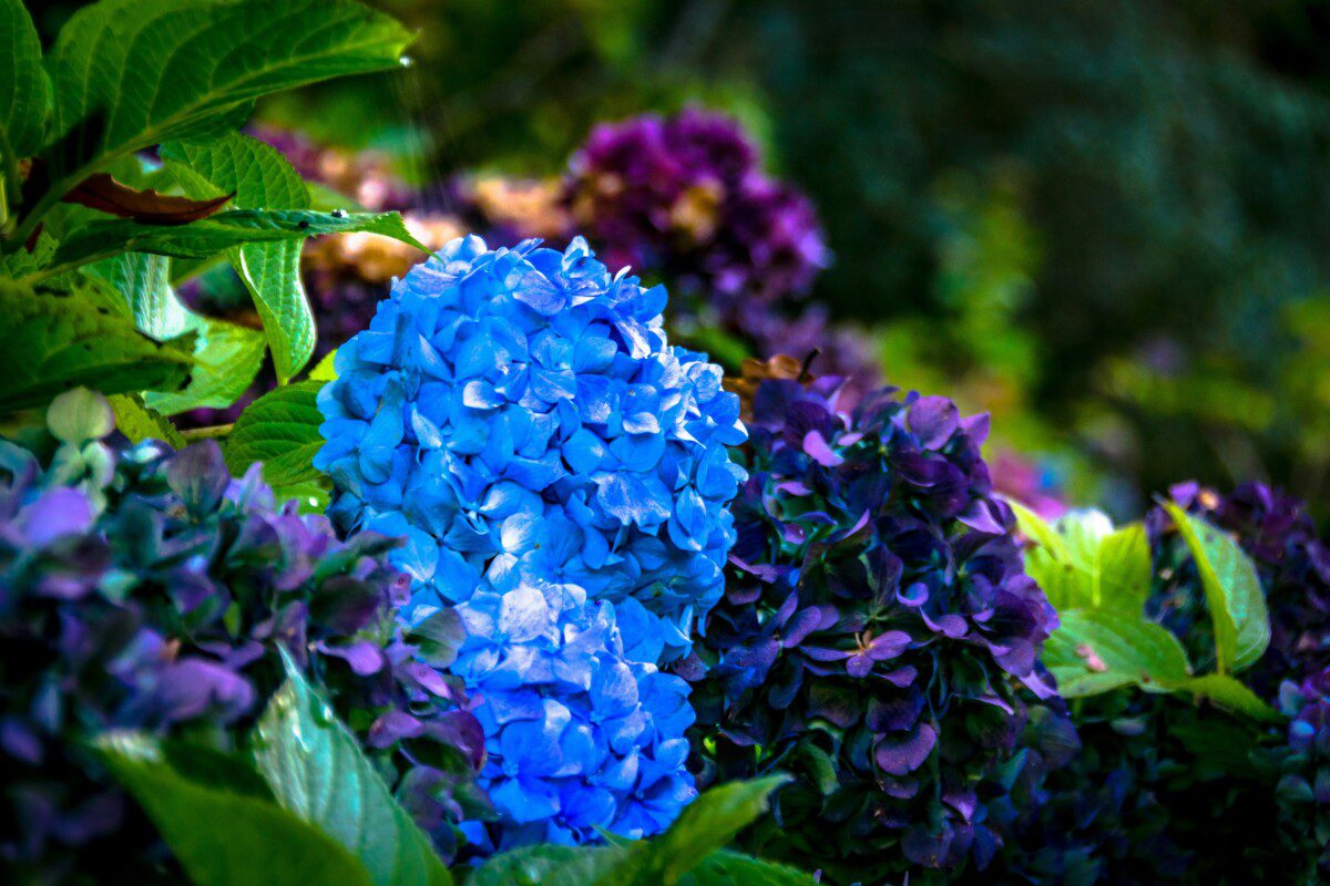 Sodininkų triukas, apie kurį kalbama puse lūpų: štai kas iš tiesų patinka hortenzijoms