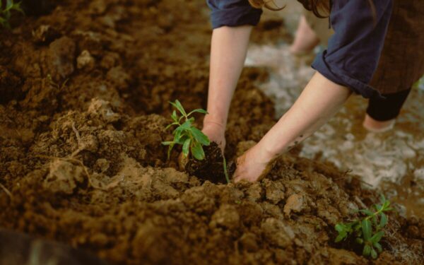 Užteks pirkti brangias žemes: šis naminis mišinys daigams gali nustebinti net patyrusius sodininkus