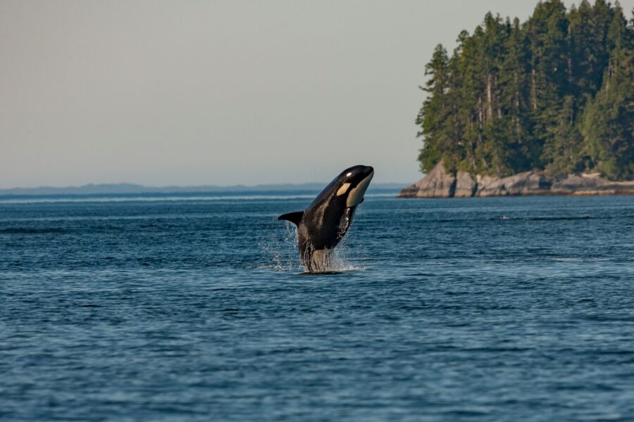 Orkos prie Gibraltaro elgiasi vis agresyviau: mokslininkai fiksuoja niekada negirdėtus signalus