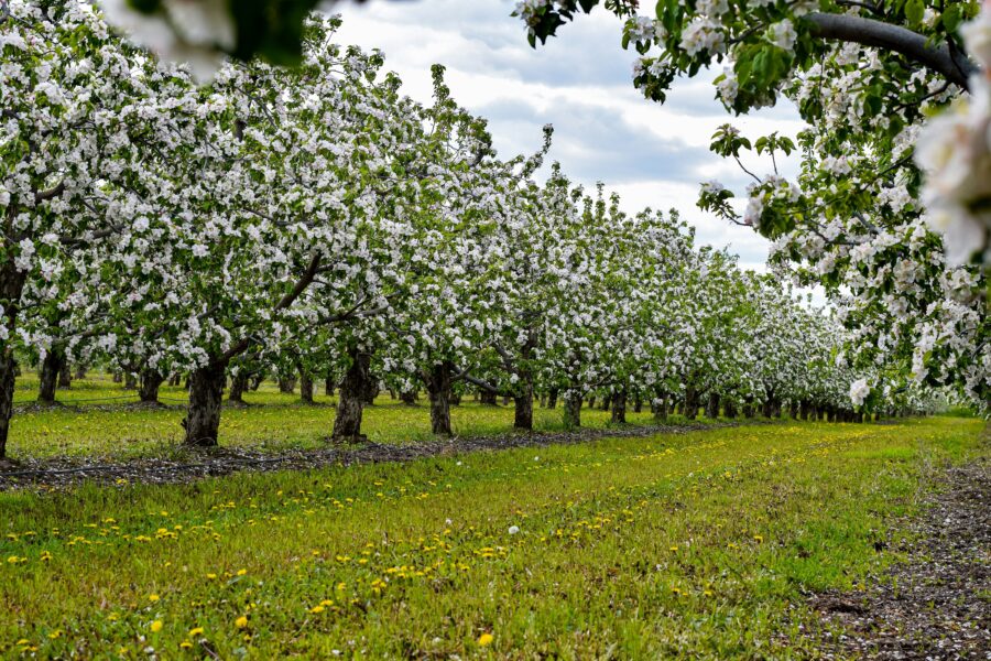Sodinkite tai po obelimi ir nustebsite: derlius padvigubės, o medžiai bus akivaizdžiai sveikesni