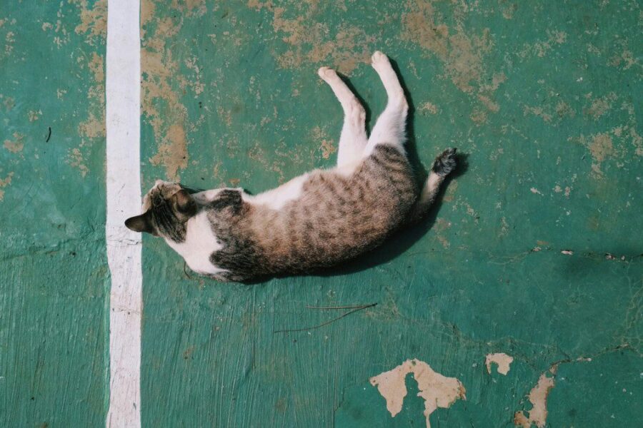 Mokslininkai išnarpliojo mįslę: katino refleksas veikia greičiau, nei daugelis manė iki šiol