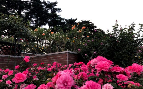 Močiutės patarimas: šias 3 gėles sėkite jau dabar ir gegužę džiaugsitės gausiais žiedais