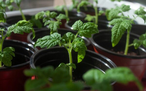 Ar pomidorų daigams būtina papildoma lempa? Šis rytinis triukas sustiprina stiebus geriau, nei tikitės