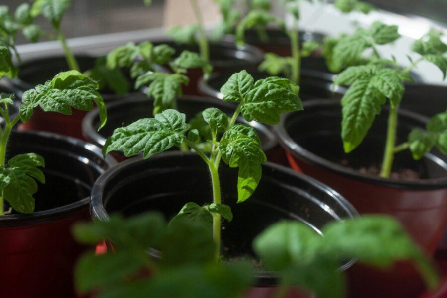 Vasarį šias daržoves sėkite pirmiausia: užtikrinsite ankstyvą derlių ir aplenksite kaimynus