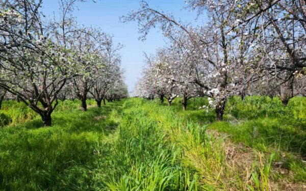 Vienas purškimas anksti pavasarį: šis paprastas triukas apsaugos vaismedžius nuo kirminų visą vasarą