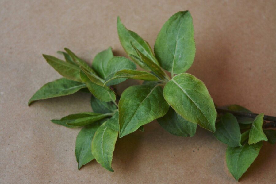 Šį prieskonį į arbatą deda vos vienetai: gerina virškinimą, ramina nervus ir reguliuoja cukrų