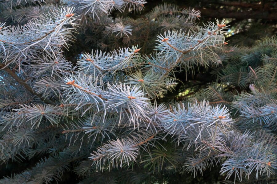 Iš vienos šakelės galima užauginti visą sidabrinę eglę: ši gudrybė prieinama kiekvienam