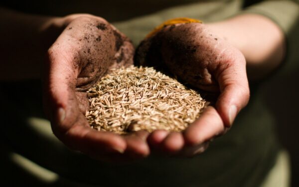 Nusipirkote pigias sėklas? Ši klaida gali kainuoti visą derlių ir sugadinti absoliučiai visą sezoną