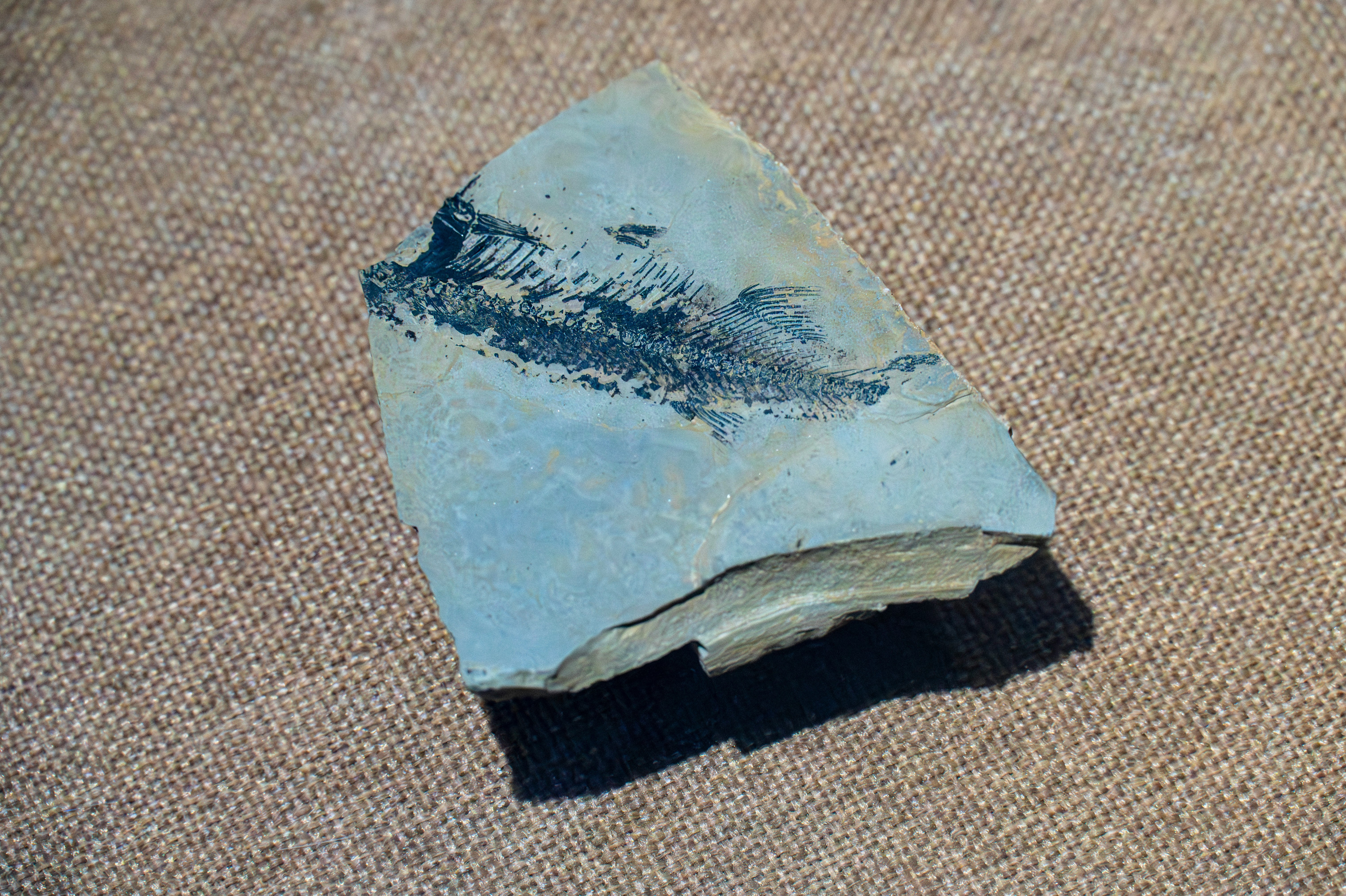 Stulbinantis atradimas: seniausi mūsų protėviai galėjo turėti keturias akis, ir tai keičia viską