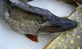 Įsigalioja draudimas žvejoti lydekas. Editos Gužienės (ELTA) nuotr.