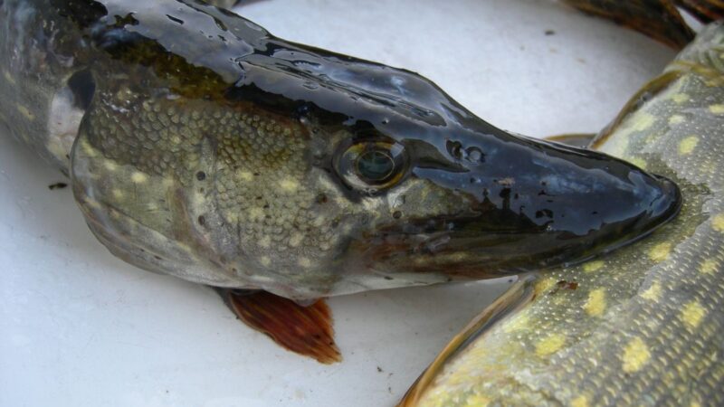 Įsigalioja draudimas žvejoti lydekas: ką būtina žinoti