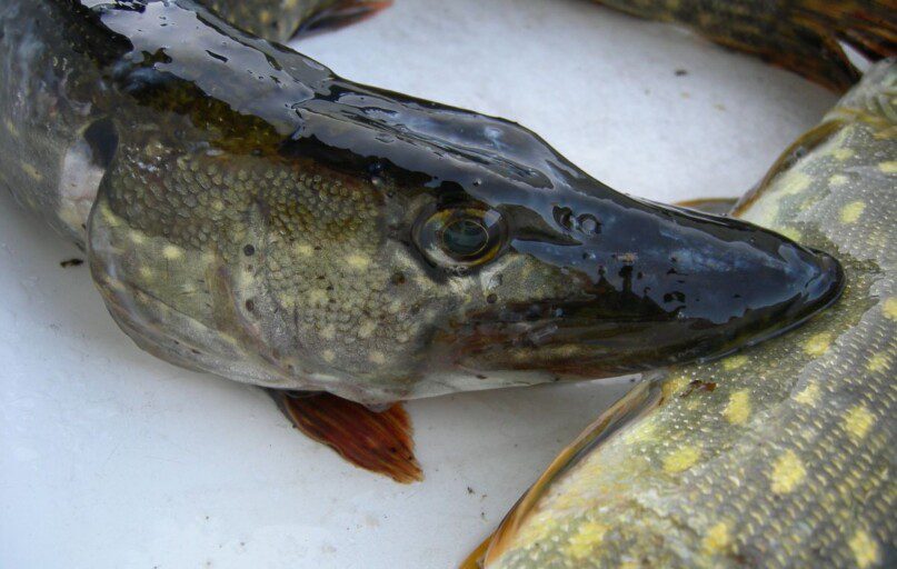 Įsigalioja draudimas žvejoti lydekas. Editos Gužienės (ELTA) nuotr.
