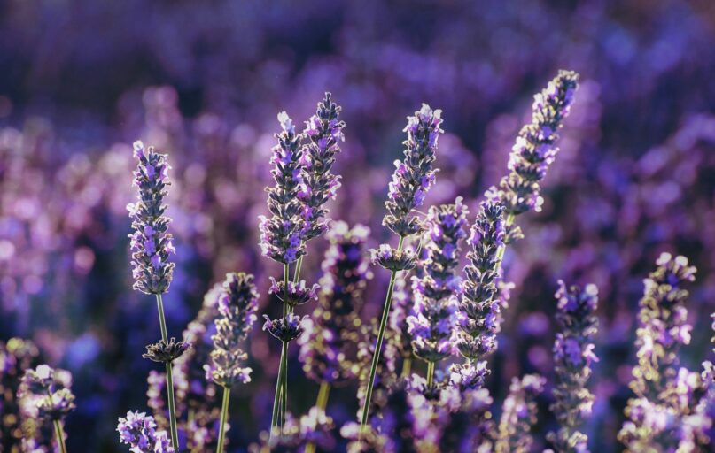 purple flower in tilt shift lens