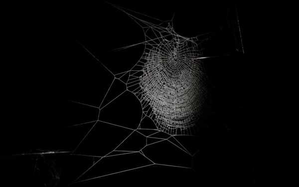 Gamta vėl aplenkė technologijas: šis voratinklis keliskart tvirtesnis už kevlarą