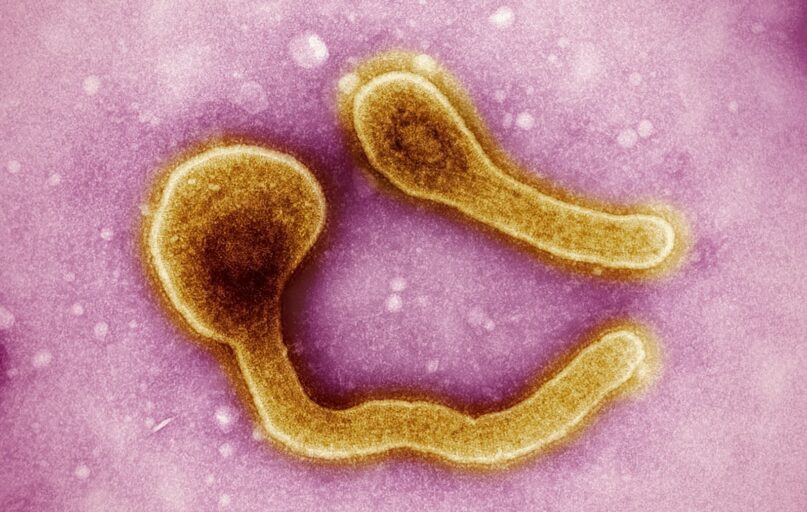 a close up of an animal cell with a yellow substance