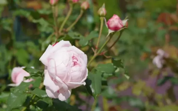 Mieste gyvenantys sodininkai atrado būdą, kaip rožes įšaknydinti be tradicinių priemonių