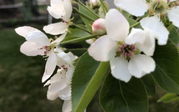 Senolių metodas grįžta: paprastas maisto priedas daro tai, ko nepadaro pesticidai